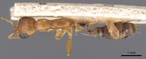 Pseudomyrmex elongatulus casent0907524 d 1 high.jpg