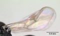 Rogeria innotabilis casent0603514 profile 2.jpg