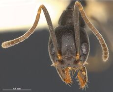 Technomyrmex formosensis paratype F11.jpg