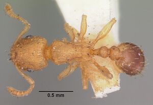 Tetramorium caldarium casent0102333 dorsal 1.jpg