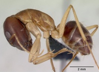 Camponotus novaehollandiae casent0172156 profile 1.jpg