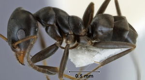 Iridomyrmex mjobergi ANIC32-047314 side 40-Antwiki.jpg