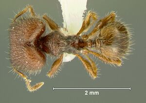 Pheidole-sayapensisD3.2.jpg