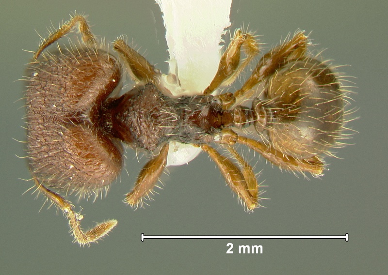 File:Pheidole-sayapensisD3.2.jpg