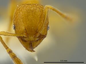 Pheidole belonorte CASENT0609314 h.jpg