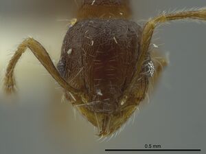 Pheidole boliviana casent0624228 h 1 high.jpg