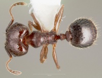 Pheidole sciophila casent0005771 dorsal 1.jpg