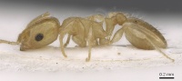 Temnothorax atomus casent0915391 p 1 high.jpg