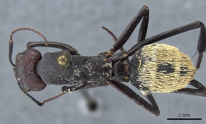 File:Camponotus fulvopilosus casent0905418 d 1 high.jpg