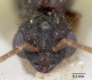 Camponotus lubbocki casent0172790 head 1.jpg