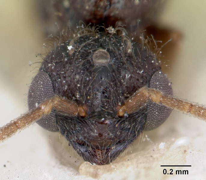 File:Camponotus lubbocki casent0172790 head 1.jpg