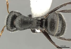 Camponotus senex inbiocri002280890 d 1 high.jpg