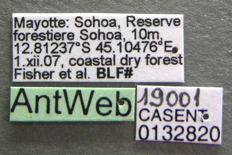 File:Crematogaster sewellii casent0132820 label 1.jpg