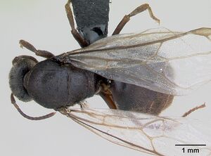 Lasius platythorax casent0172768 dorsal 1.jpg