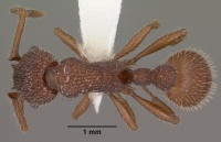 Myrmica striolagaster casent0102857 dorsal 1.jpg