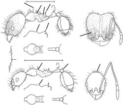 Pheidole aculifera Wilson 2003.jpg