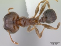 Pheidole megacephala iccdrs0003685 dorsal 1.jpg