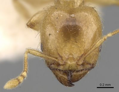 Pheidole Minutula - Antwiki