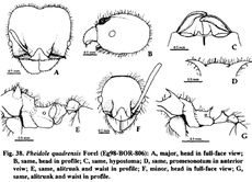 Pheidole quadrensis.jpg