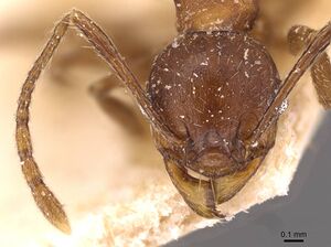 Pheidole sperata casent0907771 h 1 high.jpg