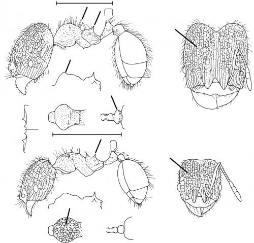 Pheidole verricula Wilson 2003.jpg