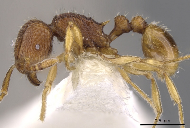 File:Tetramorium jugatum casent0901169 p 1 high.jpg