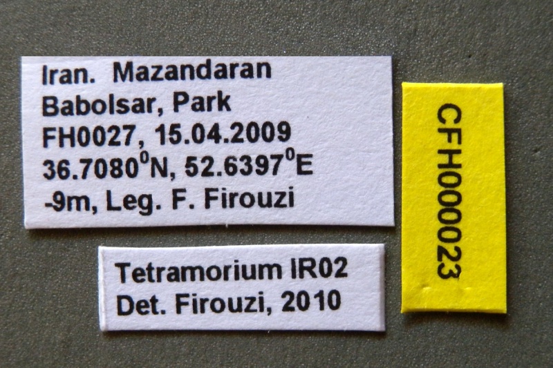 File:Tetramorium moravicum cfh000023 l 1 high.jpg