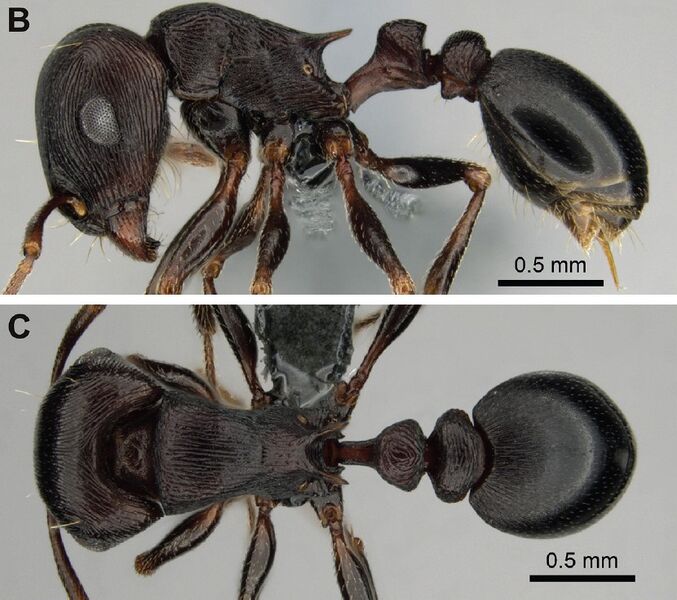 File:Tetramorium nama Fig. 1b-c holotype CASENT0818990.jpg