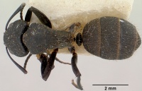 Camponotus darwinii themistocles casent0101381 dorsal 1.jpg