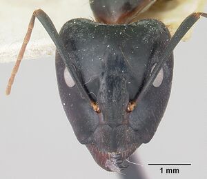 Camponotus maculatus casent0101341 head 1.jpg
