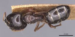 Camponotus natalensis fulvipes casent0905229 d 1 high.jpg