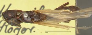Camponotus platypus focol2332 d 1 high.jpg