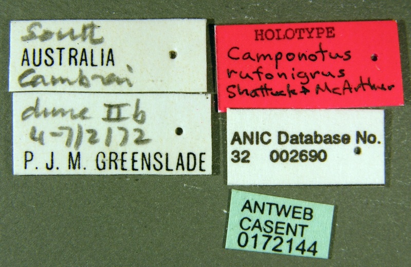 File:Camponotus rufonigrus casent0172144 label 1.jpg