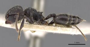 Crematogaster africana casent0908622 p 1 high.jpg