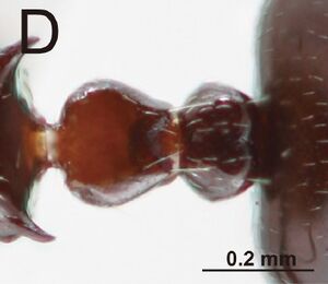 Crematogaster khmerensis 4D.jpg