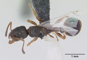 Leptothorax acervorum casent0173140 dorsal 1.jpg