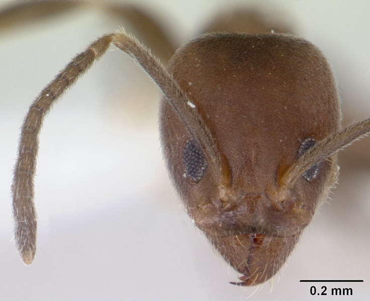 File:Linepithema neotropicum casent0178636 head 1.jpg