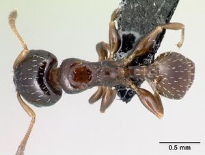 Nesomyrmex brunneus casent0082404 d 1 high.jpg