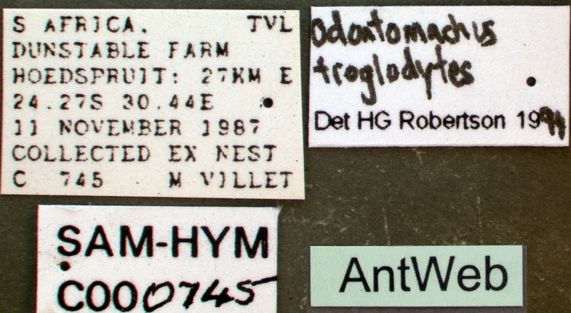 File:Odontomachus troglodytes sam-hym-c000745b label 1.jpg