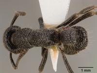 Pachycondyla pumicosa sam-hym-c000154a dorsal 1.jpg