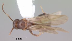 Paratrechina concinna casent0104210 dorsal 1.jpg