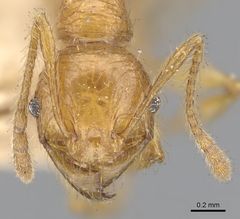 Pheidole antillana - AntWiki