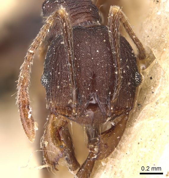 File:Pheidole germaini casent0904340 h 1 high.jpg