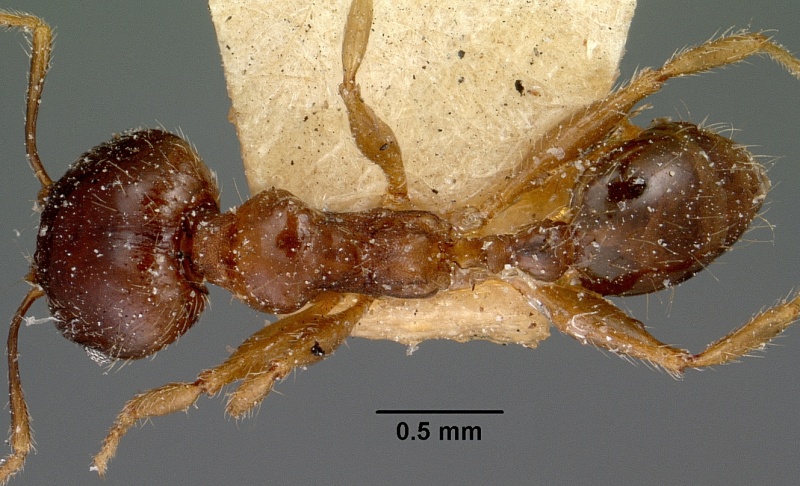 File:Pheidole megacephala casent0101767 dorsal 1.jpg