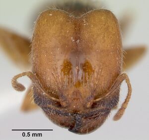 Pheidole pinealis casent0103481 head 1.jpg