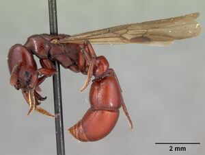 Plectroctena ugandensis casent0102133 profile 2.jpg