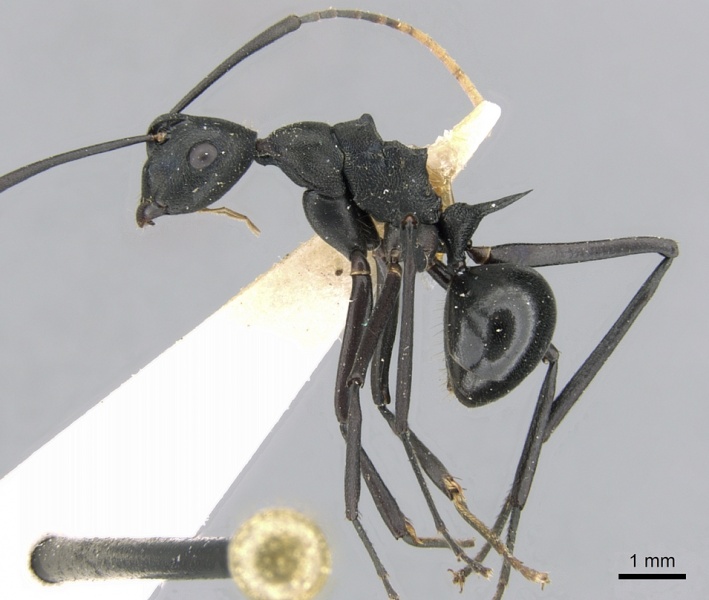 File:Polyrhachis ulysses casent0906568 p 1 high.jpg