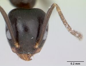 Technomyrmex difficilis casent0419034 head 1.jpg