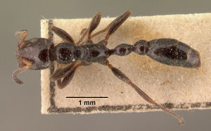 Tetraponera demens casent0101396 dorsal 1.jpg