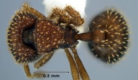 Calyptomyrmex fritillus top view